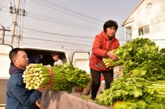 購買“愛心芹菜”  助農惠農